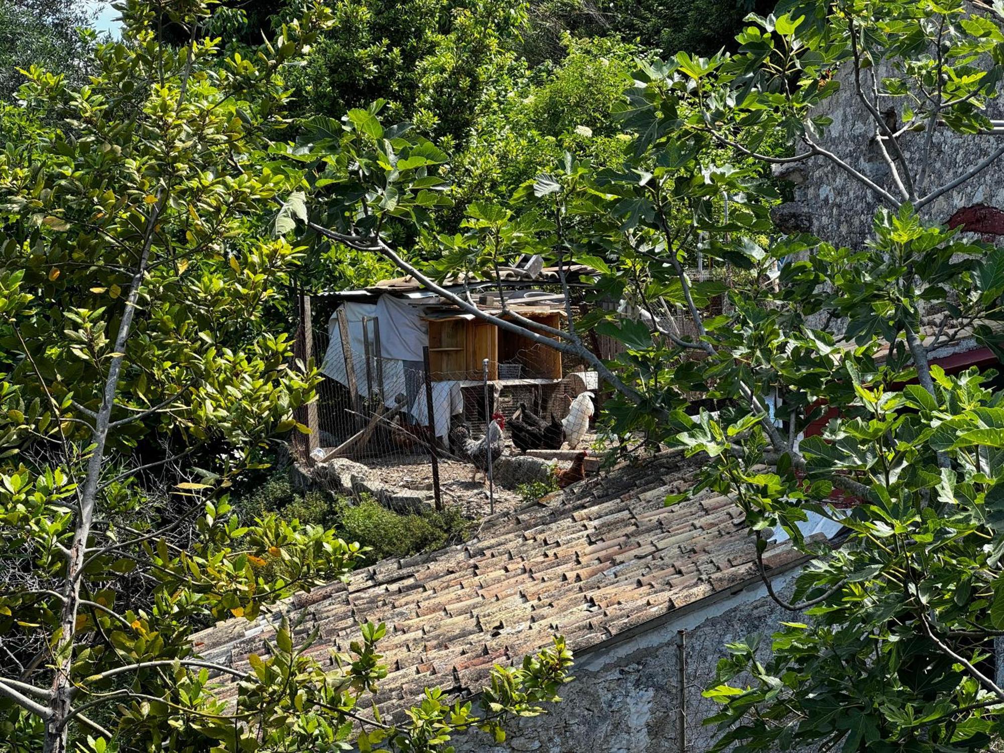 Casa vacanze The Peaceful House Kastellanoi (Parelioi, Corfu)